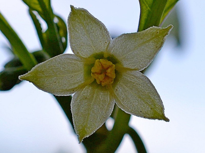 Sara's Pears Fiore.jpg