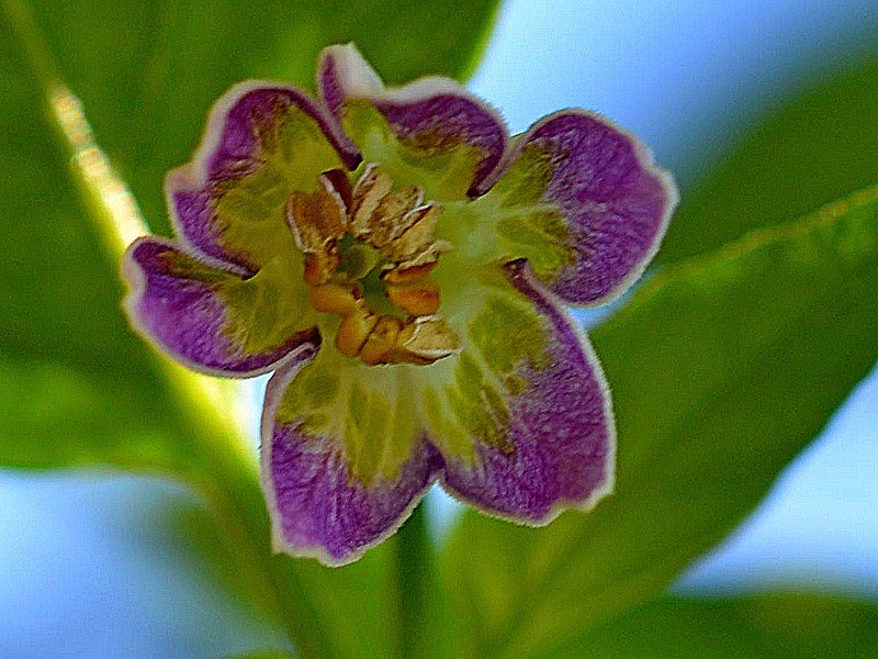 Purple Flowered Baccatum fiore.jpg