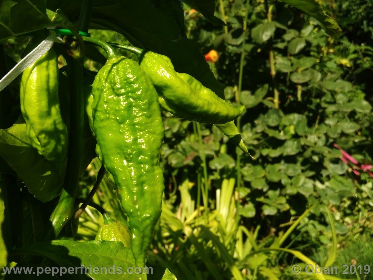 Peperoncini 2019 - 1385.jpg