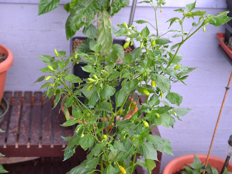 Purple Flowered Baccatum.jpg