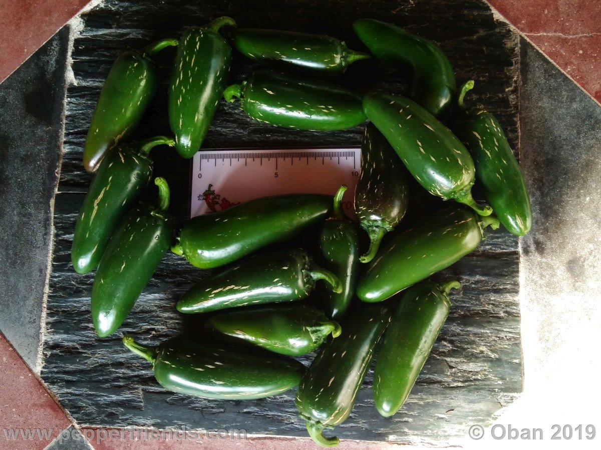 Peperoncini 2019 - 1543.jpg