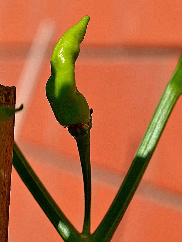 Habanero Hot Lemon x Angkor Sunrise F3.jpg