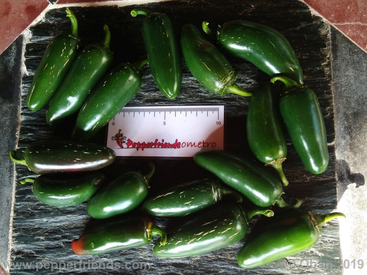 Peperoncini 2019 - 1542.jpg