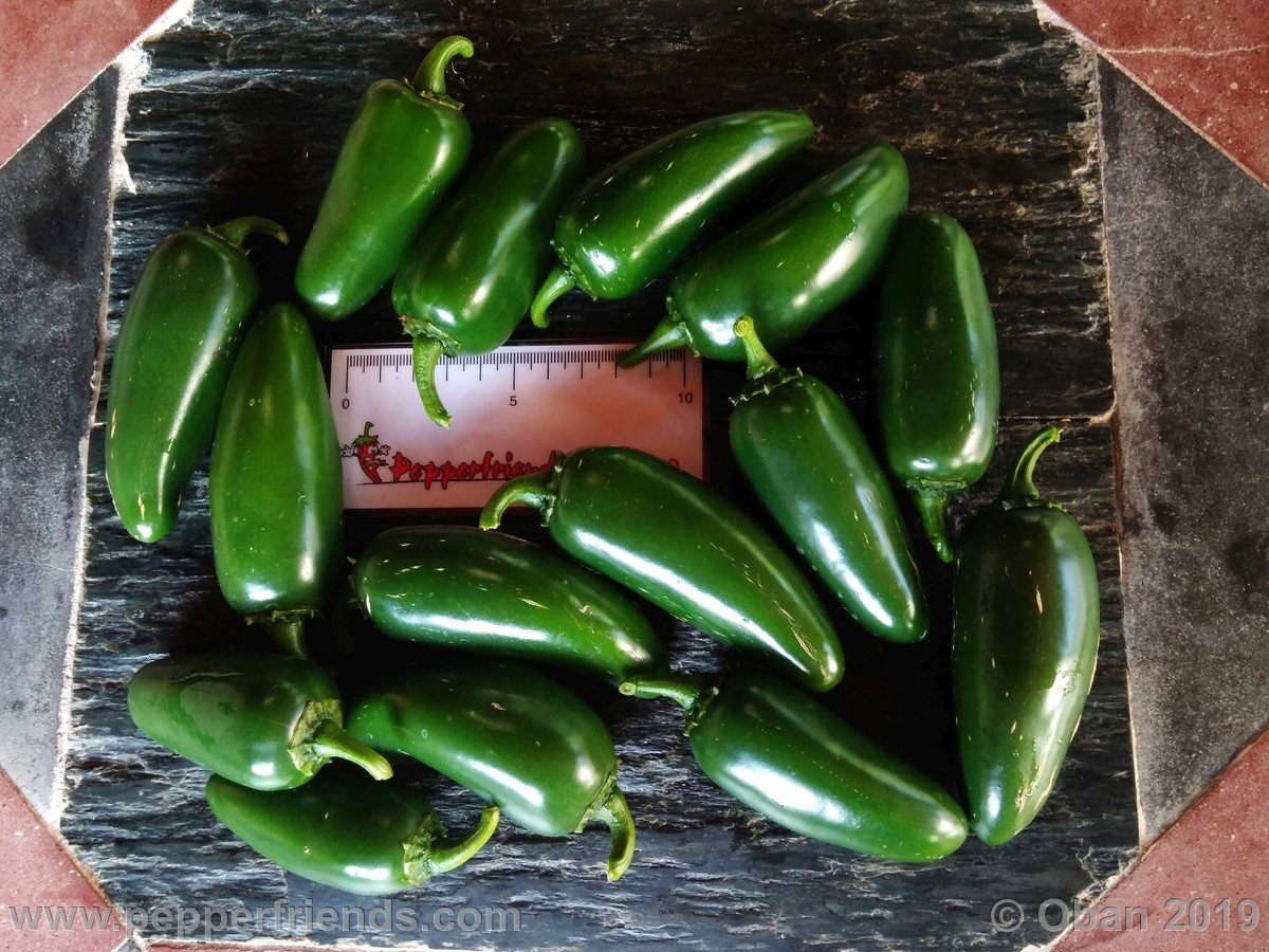 Peperoncini 2019 - 1549.jpg