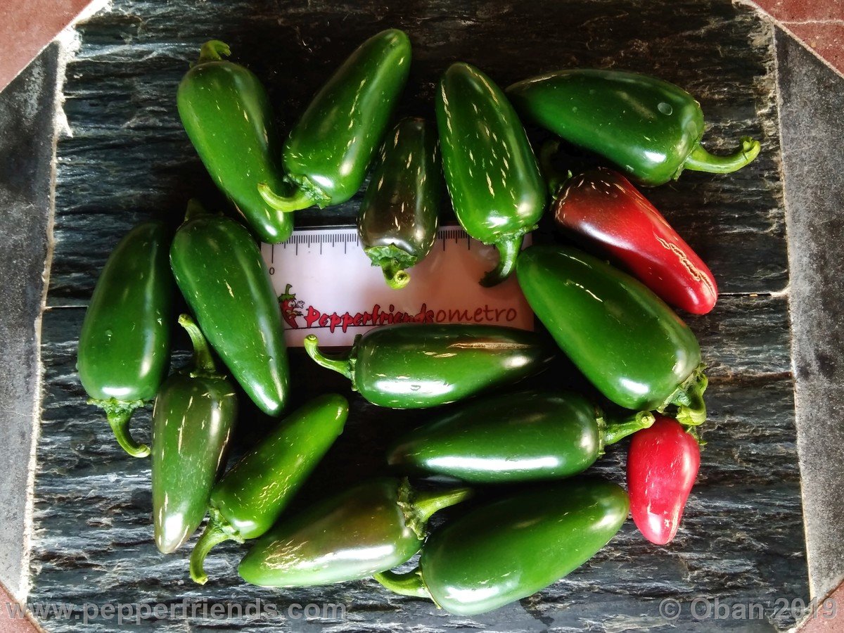 Peperoncini 2019 - 1548.jpg