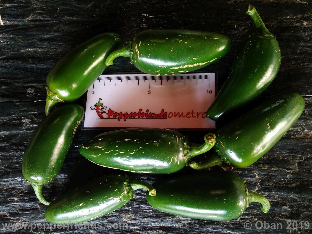 Peperoncini 2019 - 1550.jpg