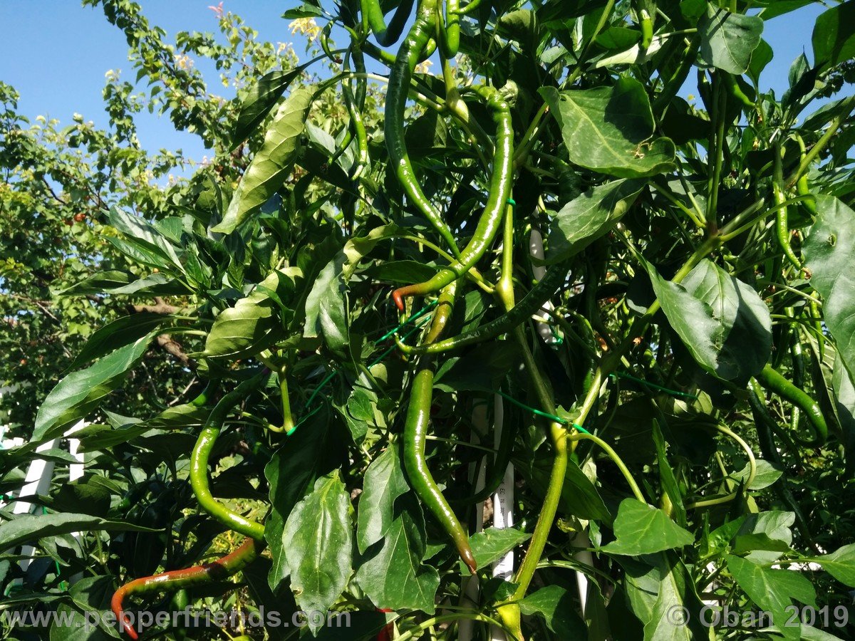 Peperoncini 2019 - 1272.jpg