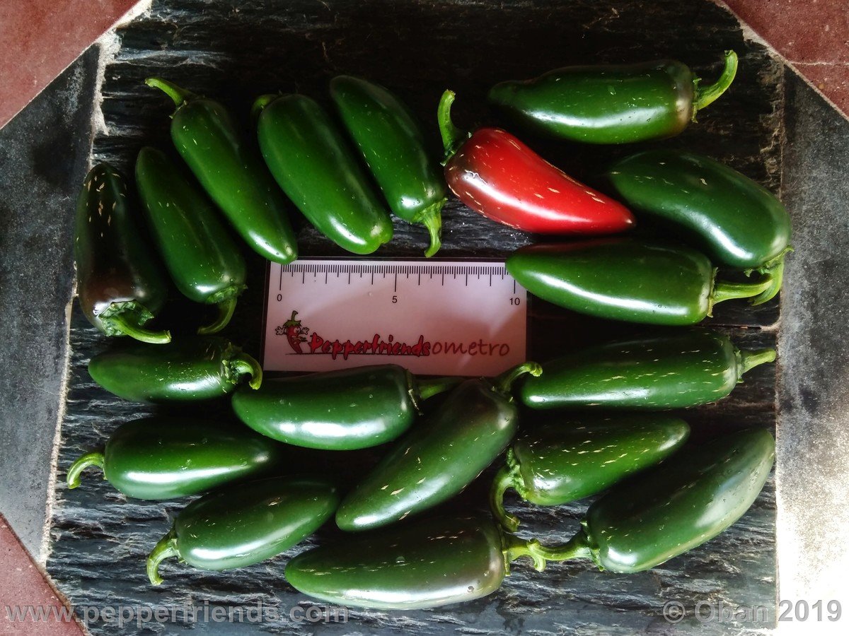 Peperoncini 2019 - 1544.jpg