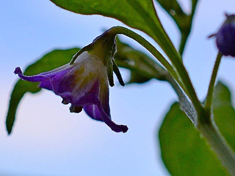 Capsicum Cardenasii - Fiore.jpg