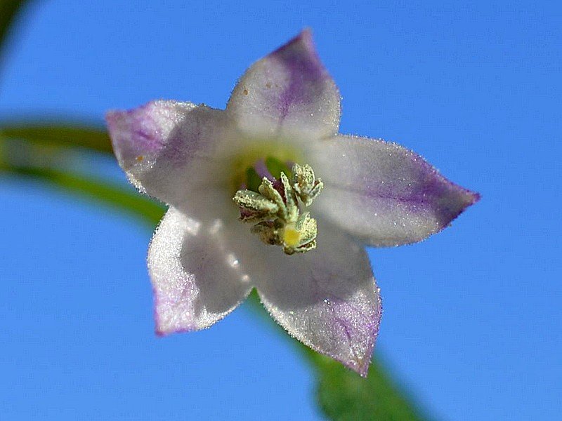 Purple Flowered Chacoense.jpg