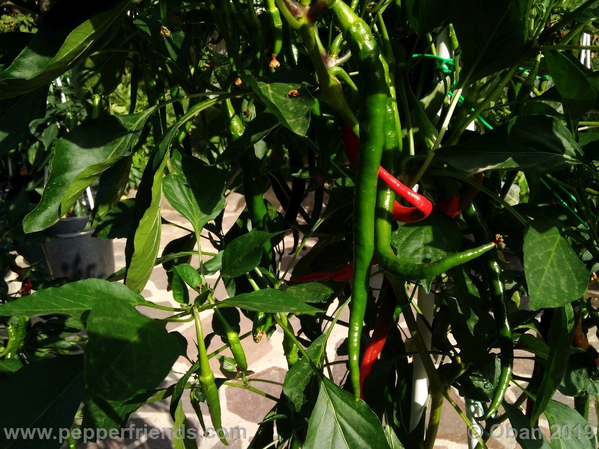 Peperoncini 2019 - 1292.jpg