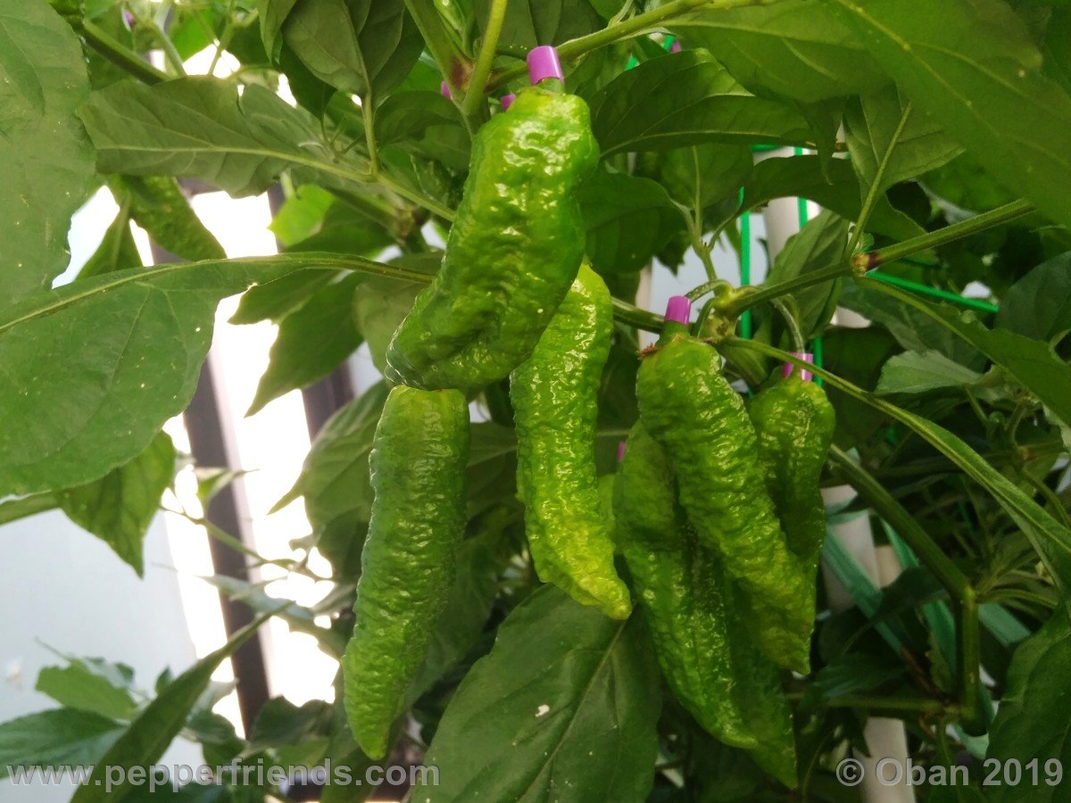 Peperoncini 2019 - 1222.jpg