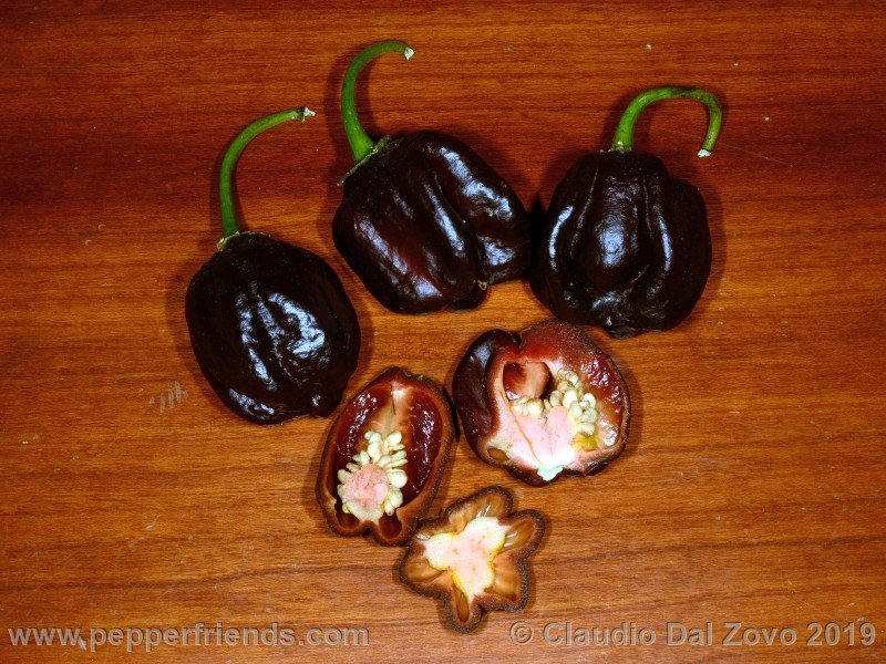 habanero_black.jpg