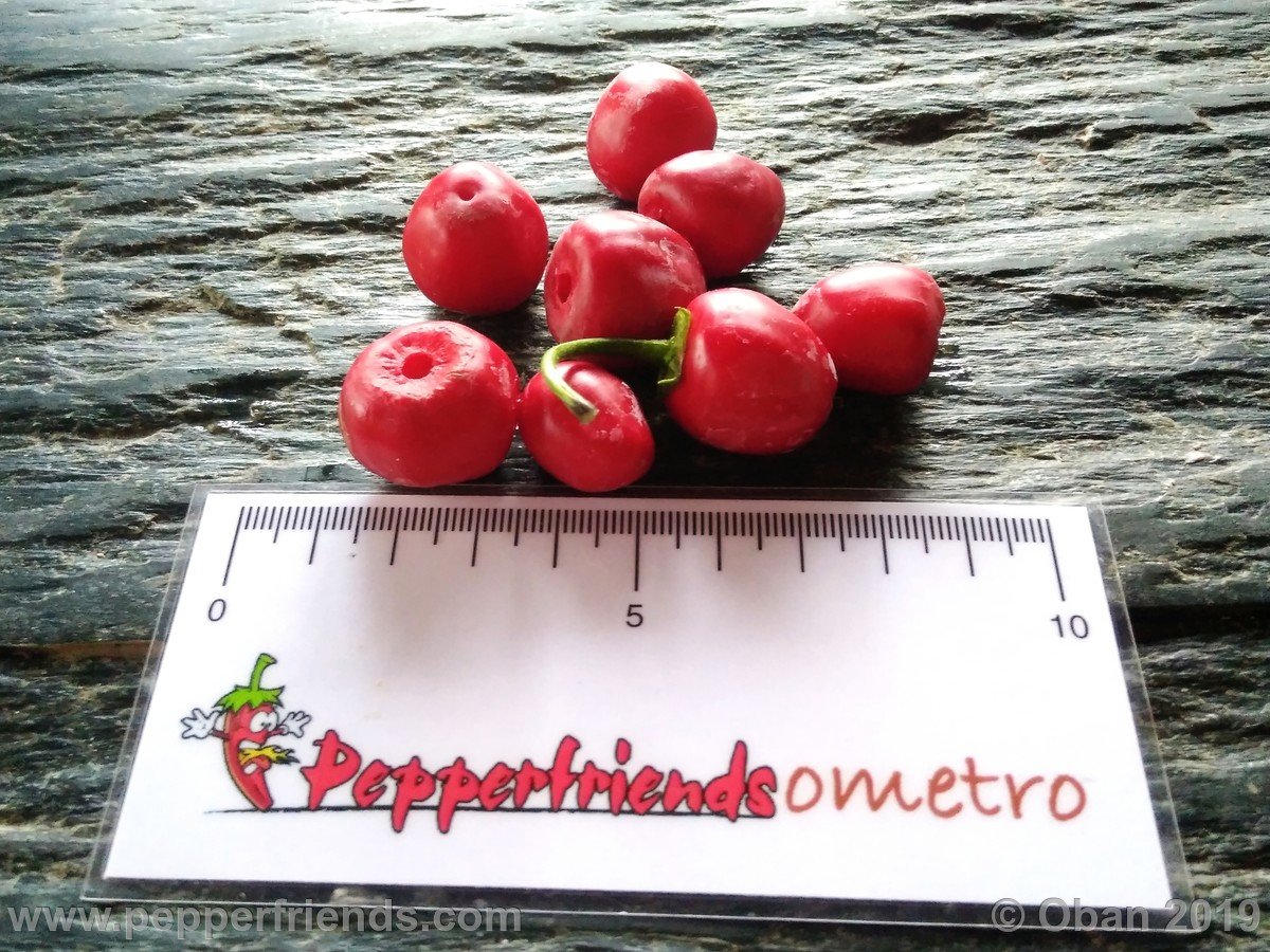 Peperoncini 2019 - 1706.jpg