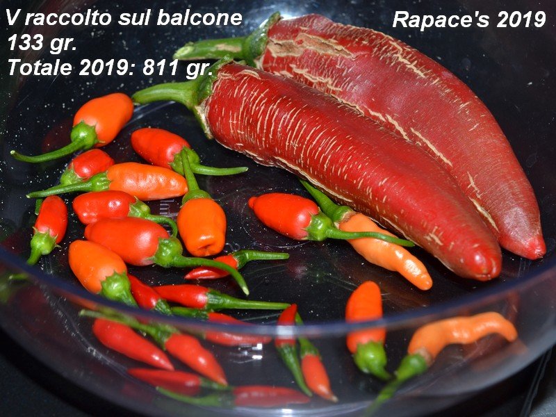 Raccolto V 2019.jpg