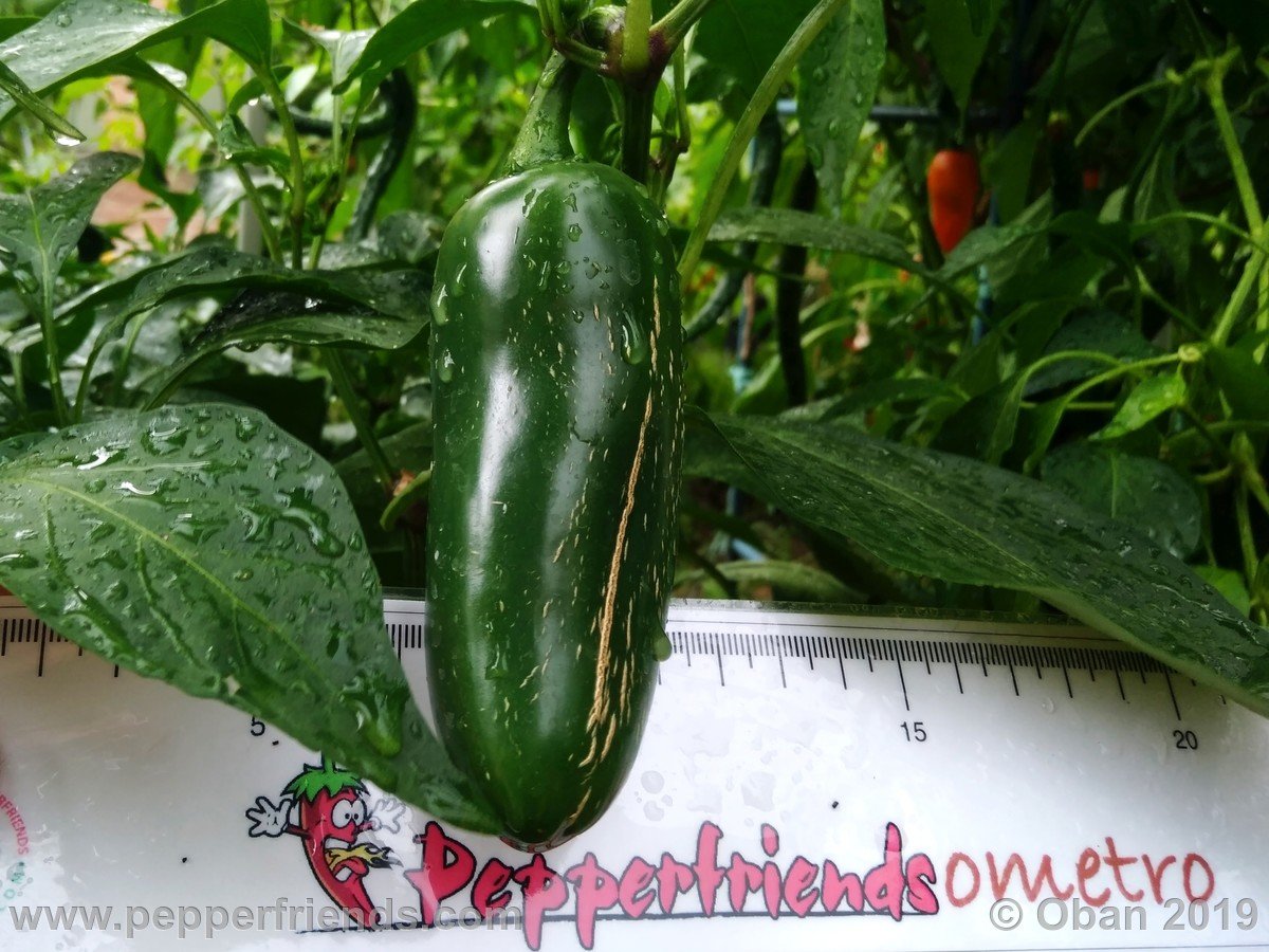 Peperoncini 2019 - 2167.jpg