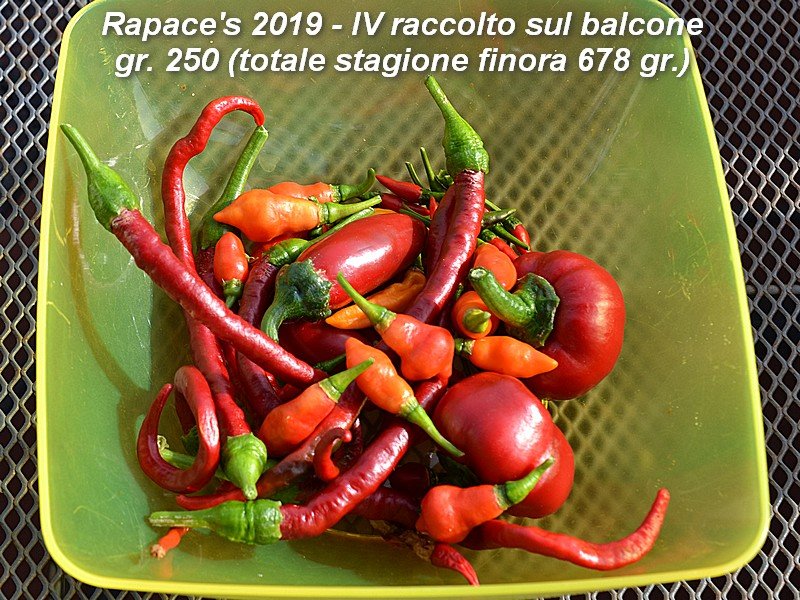 AA IV Raccolto sul balcone - 250gr. Tot 678.jpg