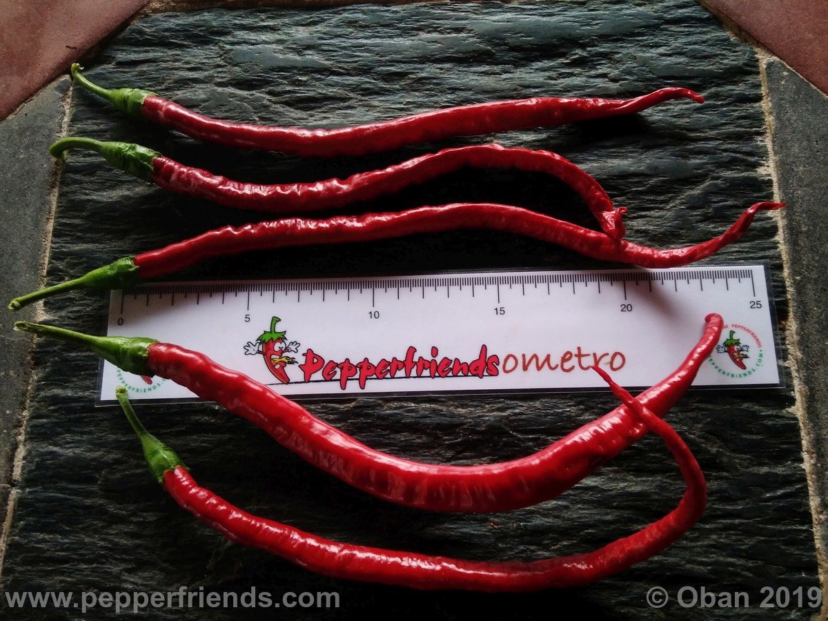 Peperoncini 2019 - 1730.jpg