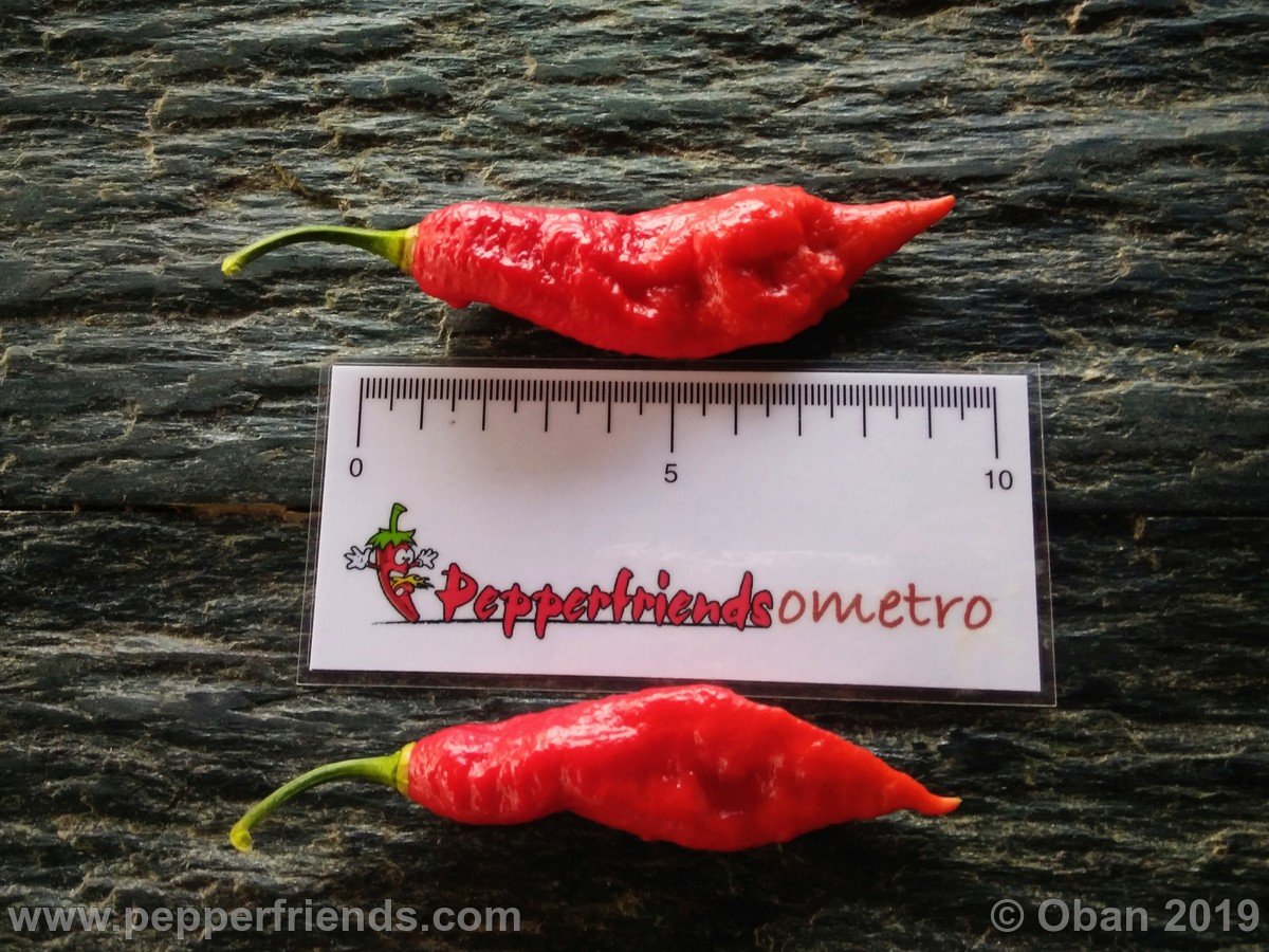 Peperoncini 2019 - 2268.jpg