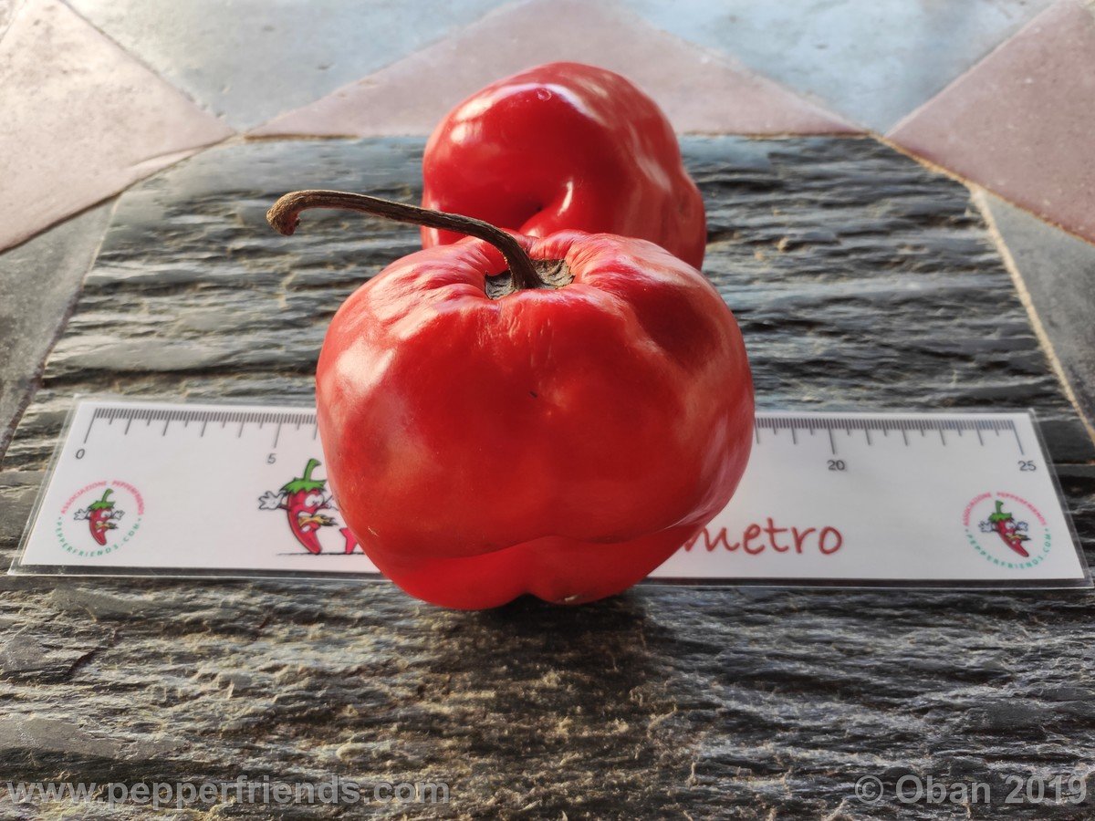 Peperoncini 2019 - 2598.jpg