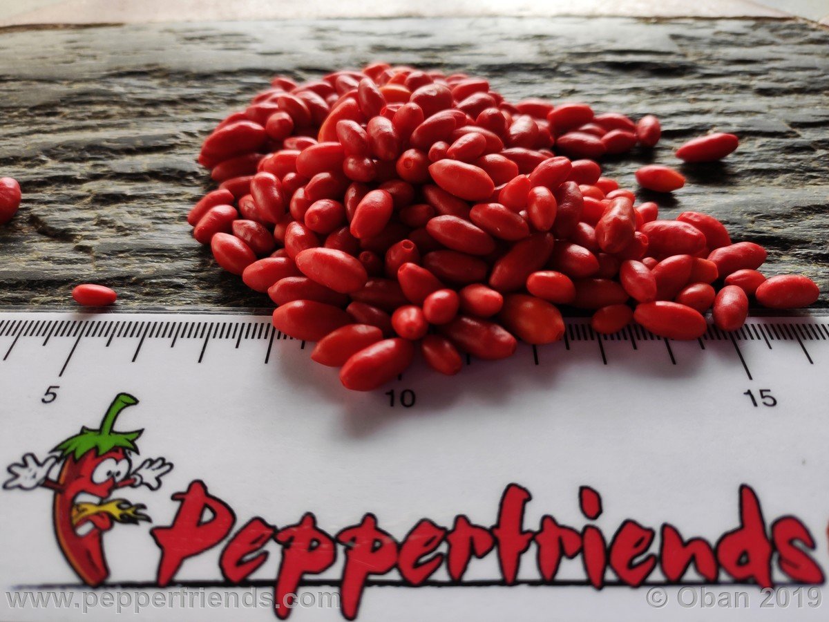 Peperoncini 2019 - 2547.jpg