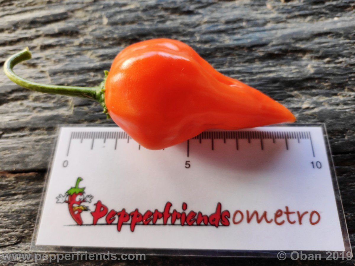 Peperoncini 2019 - 2728.jpg