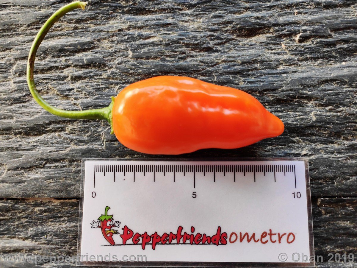 Peperoncini 2019 - 2729.jpg