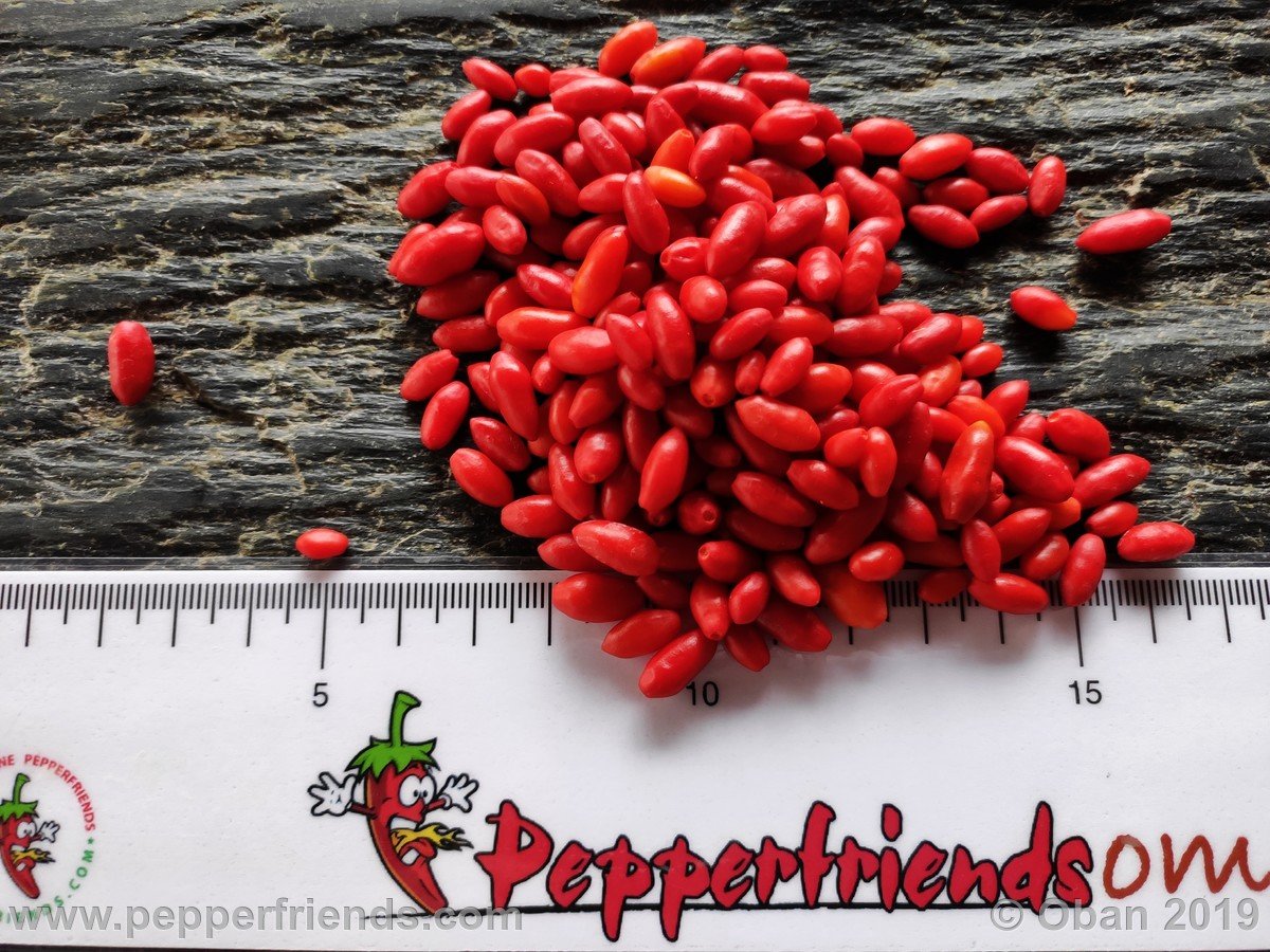 Peperoncini 2019 - 2546.jpg