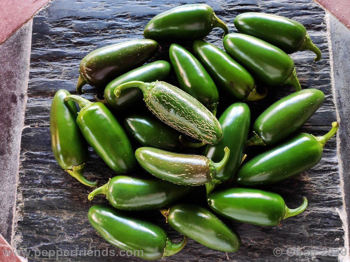 Peperoncini 2019 - 2595.jpg