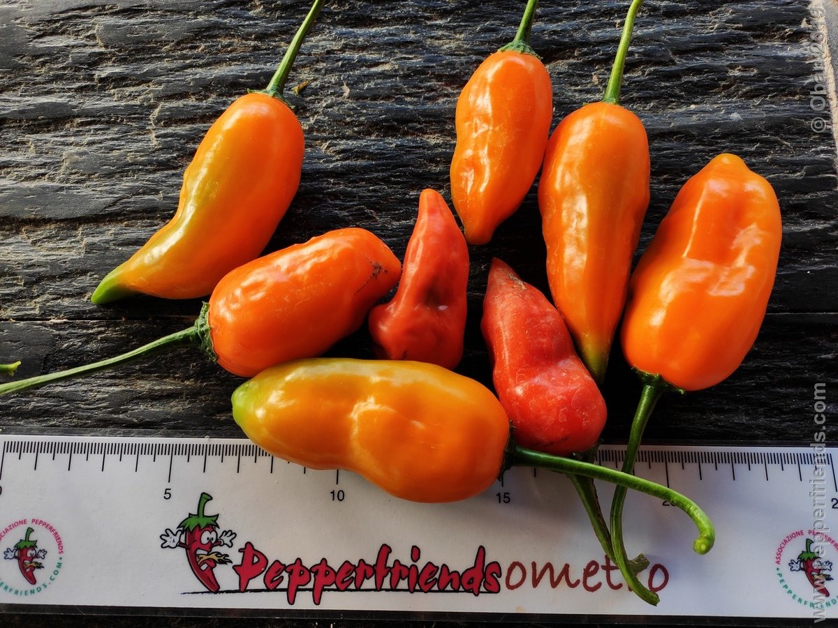 Peperoncini 2019 - 2733.jpg