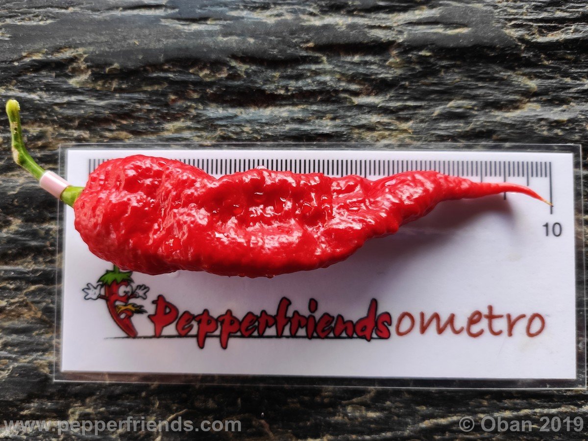 Peperoncini 2019 - 2552.jpg