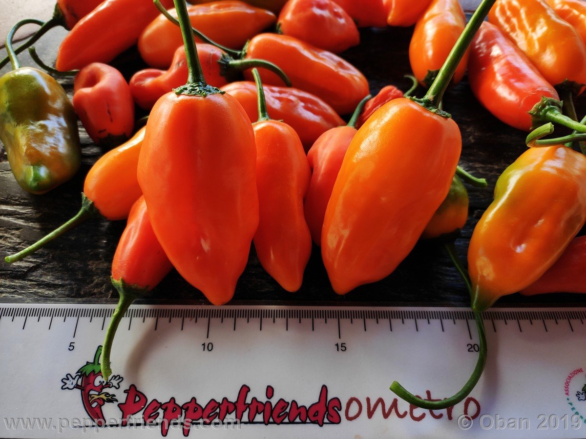 Peperoncini 2019 - 2735.jpg