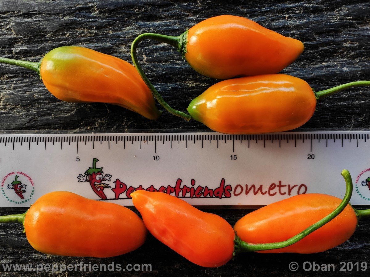 Peperoncini 2019 - 2730.jpg