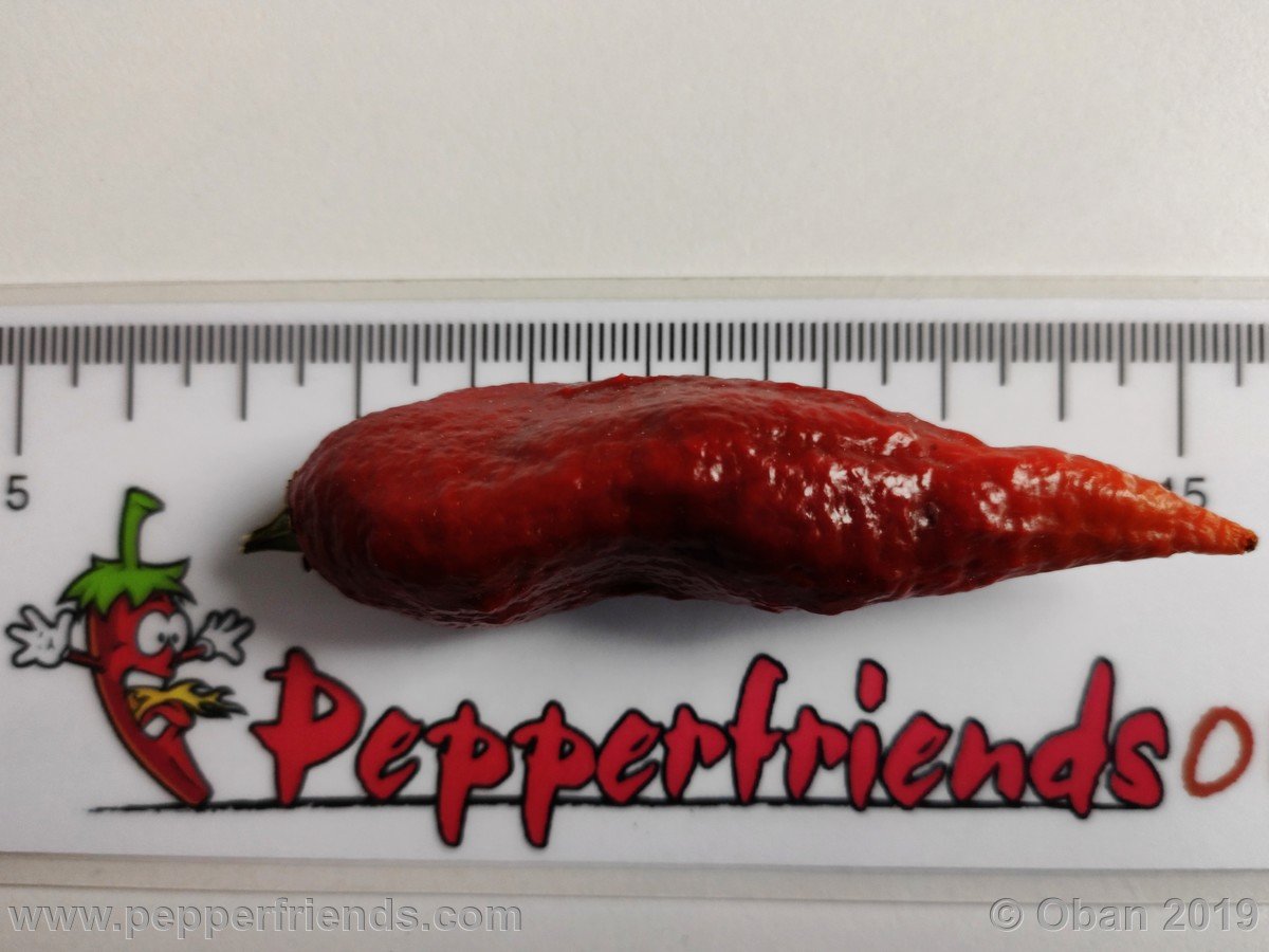 Peperoncini 2019 - 2997.jpg