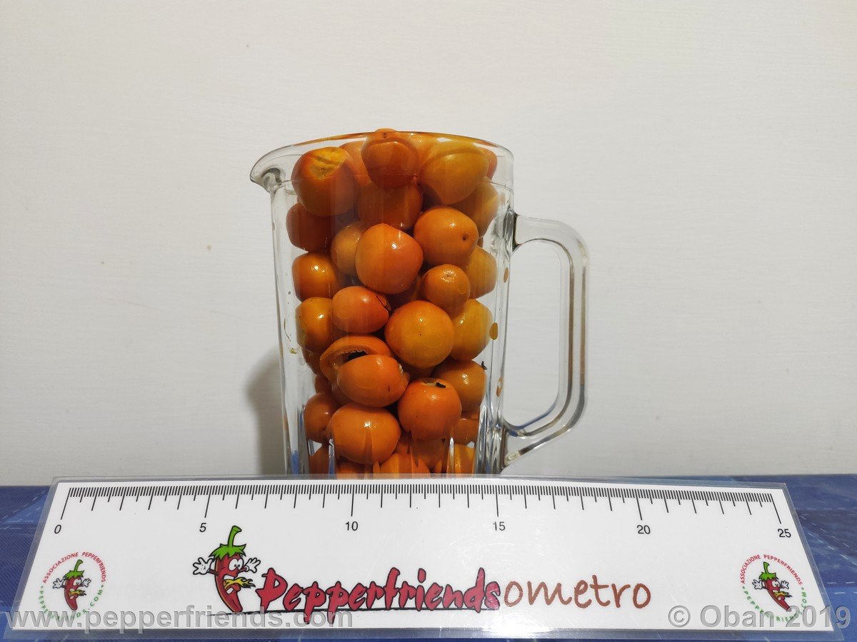 Peperoncini 2019 - 2932.jpg