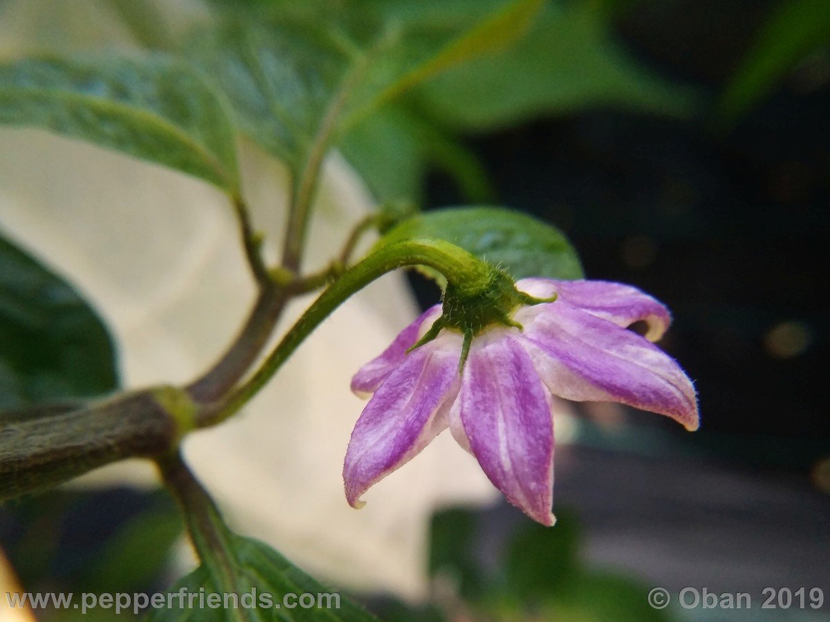 rocoto-big-brown-x-rocoto-riesen-yellow-f1-ob01_001_fiore_05.jpg