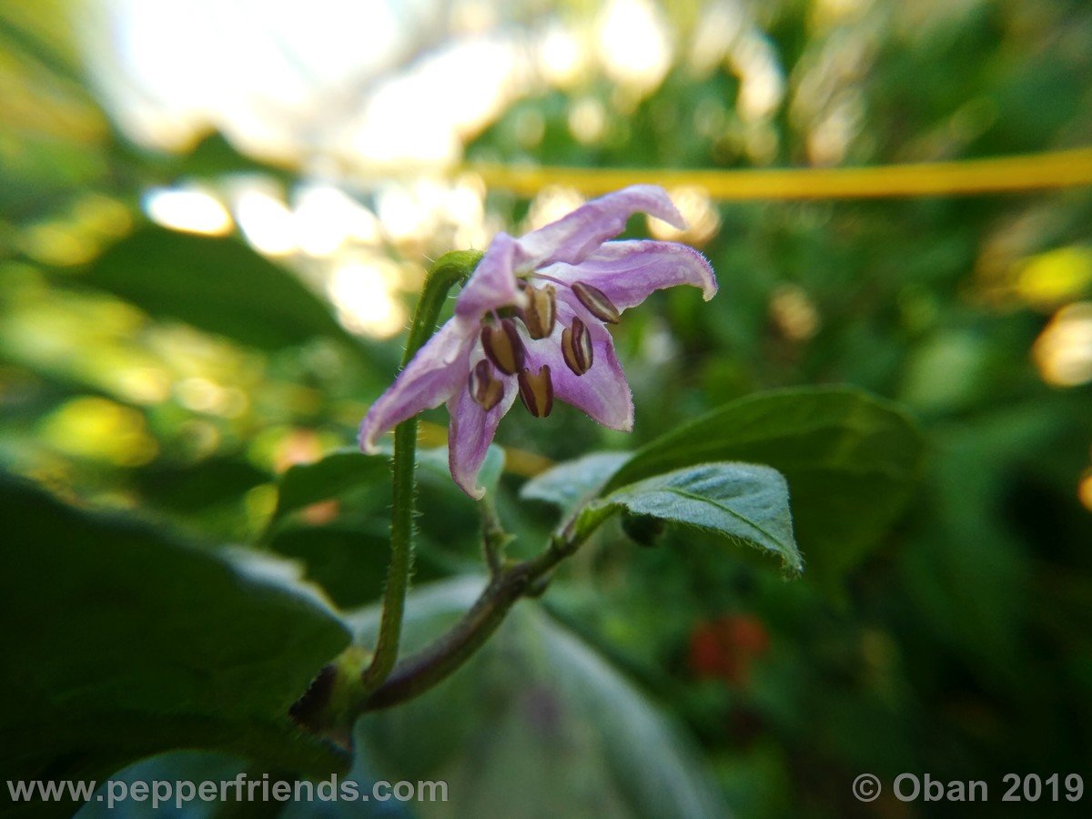 rocoto-big-brown-x-rocoto-riesen-yellow-f1-ob01_001_fiore_06.jpg