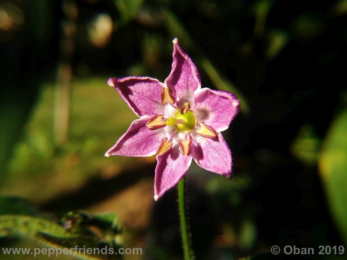 rocoto-big-brown-x-rocoto-riesen-yellow-f1-ob02_001_fiore_04.jpg