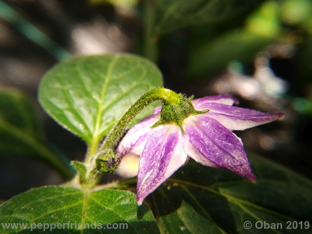 rocoto-big-brown-x-rocoto-riesen-yellow-f1-ob03_001_fiore_01.jpg