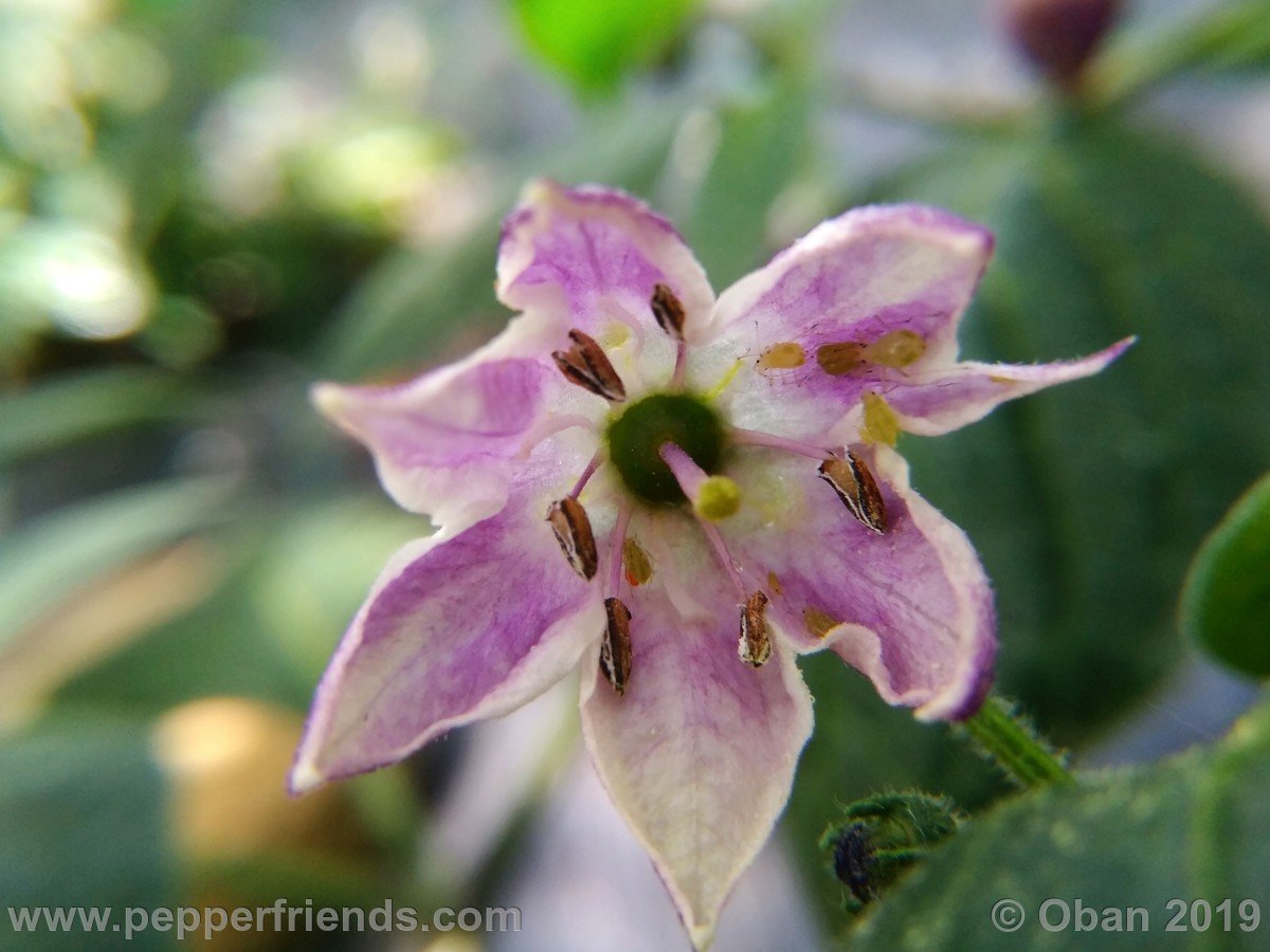 rocoto-big-brown-x-rocoto-riesen-yellow-f1-ob03_001_fiore_02.jpg