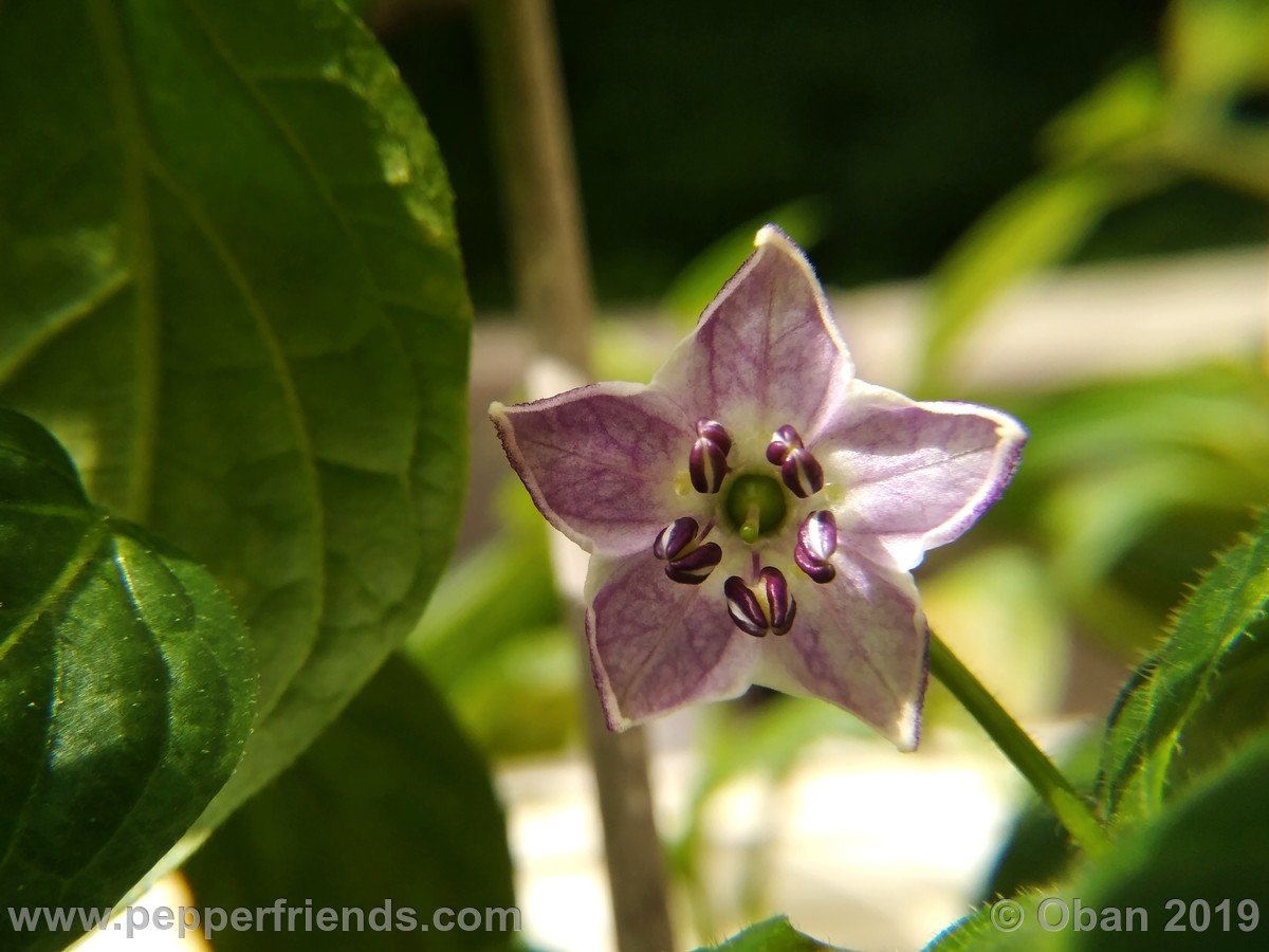 rocoto-riesen-yellow-x-rocoto-big-brown-f1-ob01_001_fiore_10.jpg