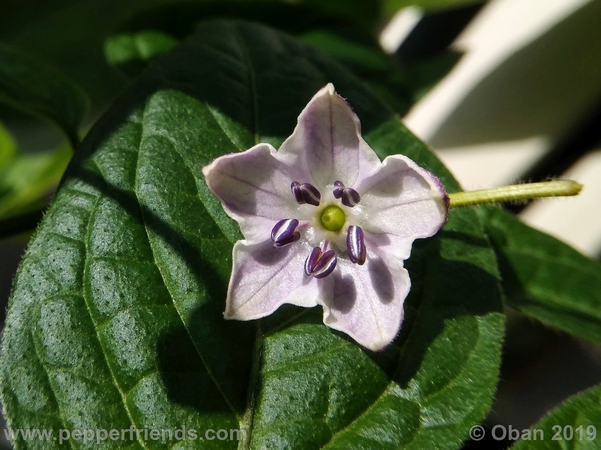 rocoto-riesen-yellow-x-rocoto-big-brown-f1-ob01_001_fiore_15.jpg