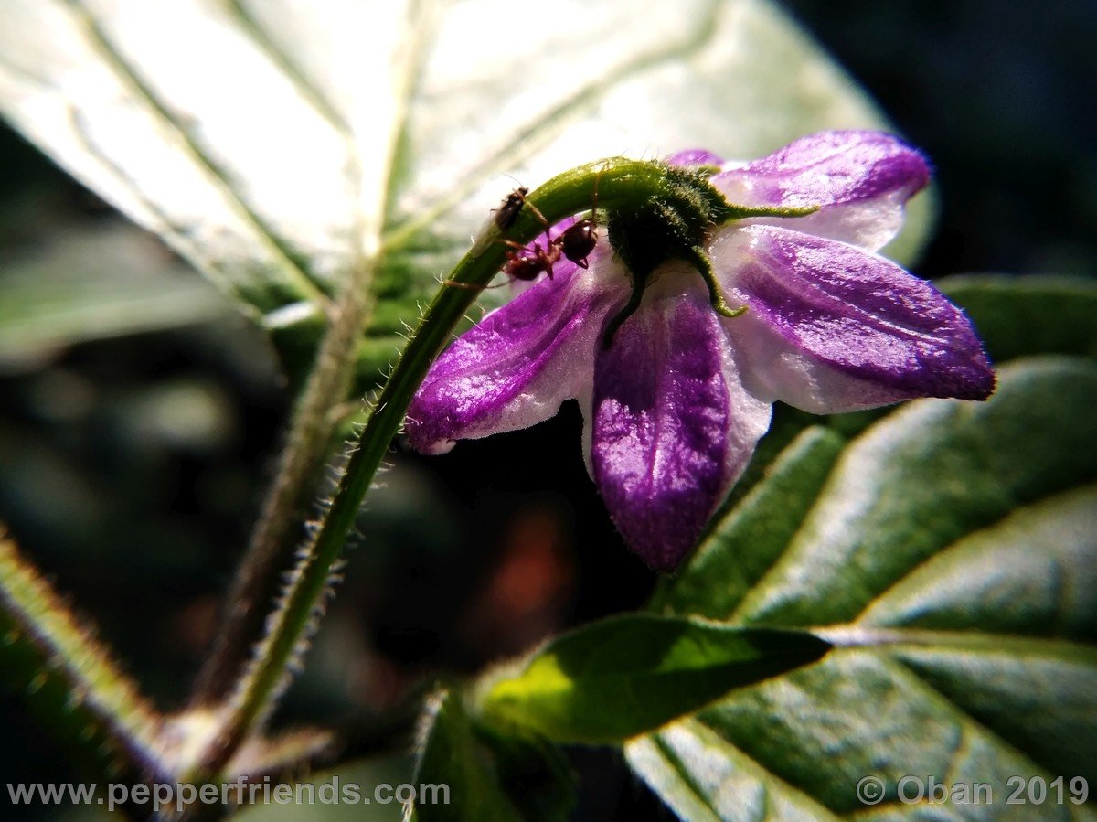 rocoto-riesen-yellow-x-rocoto-big-brown-f1-ob02_001_fiore_02.jpg