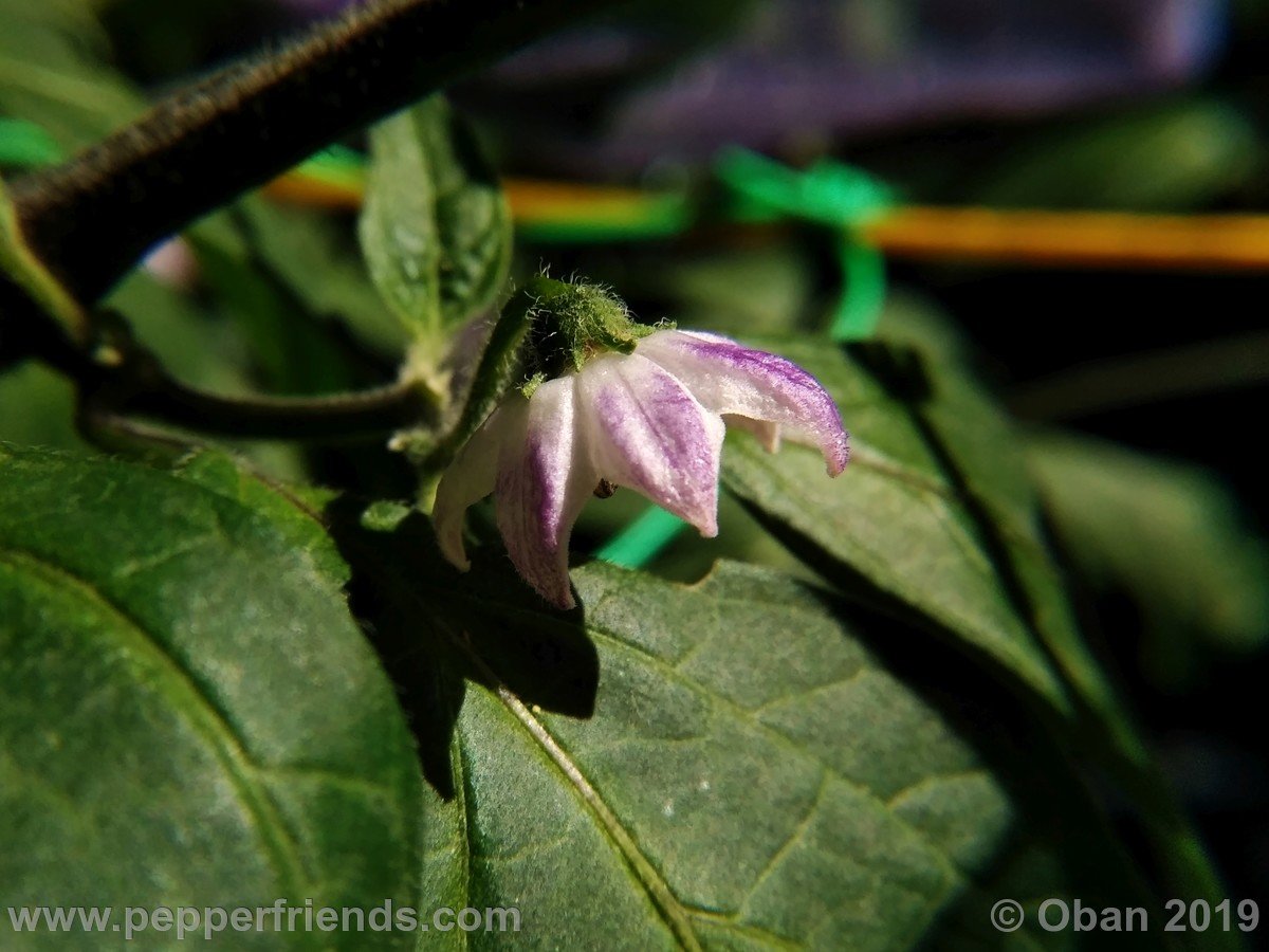 rocoto-riesen-yellow-x-rocoto-big-brown-f1-ob02_001_fiore_05.jpg