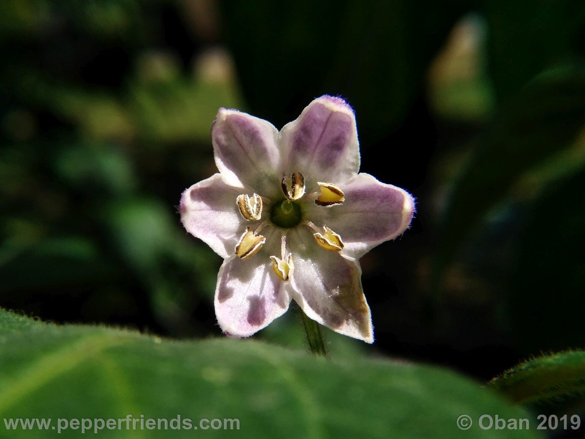 rocoto-riesen-yellow-x-rocoto-big-brown-f1-ob02_001_fiore_06.jpg