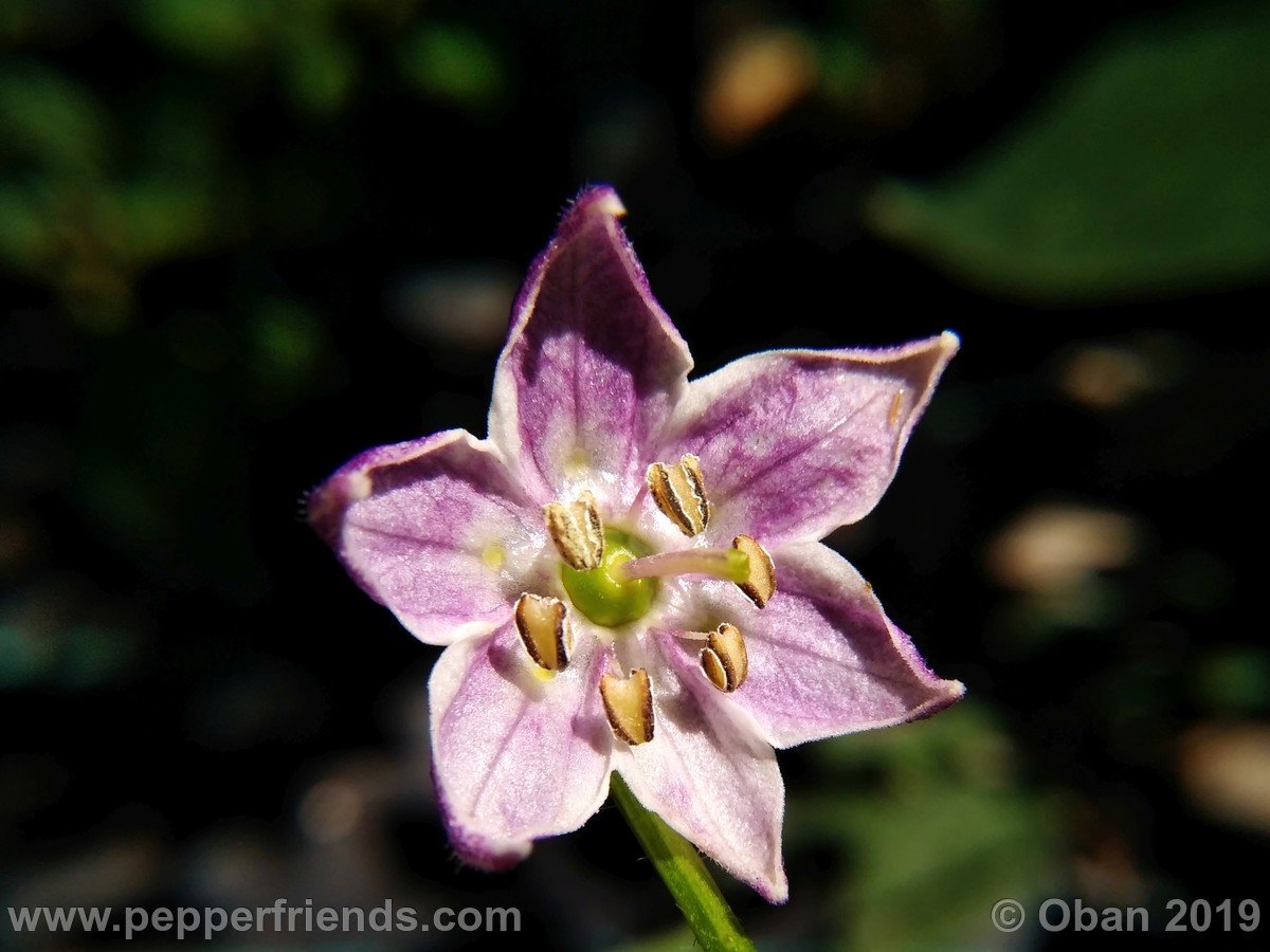 rocoto-riesen-yellow-x-rocoto-big-brown-f1-ob02_001_fiore_07.jpg