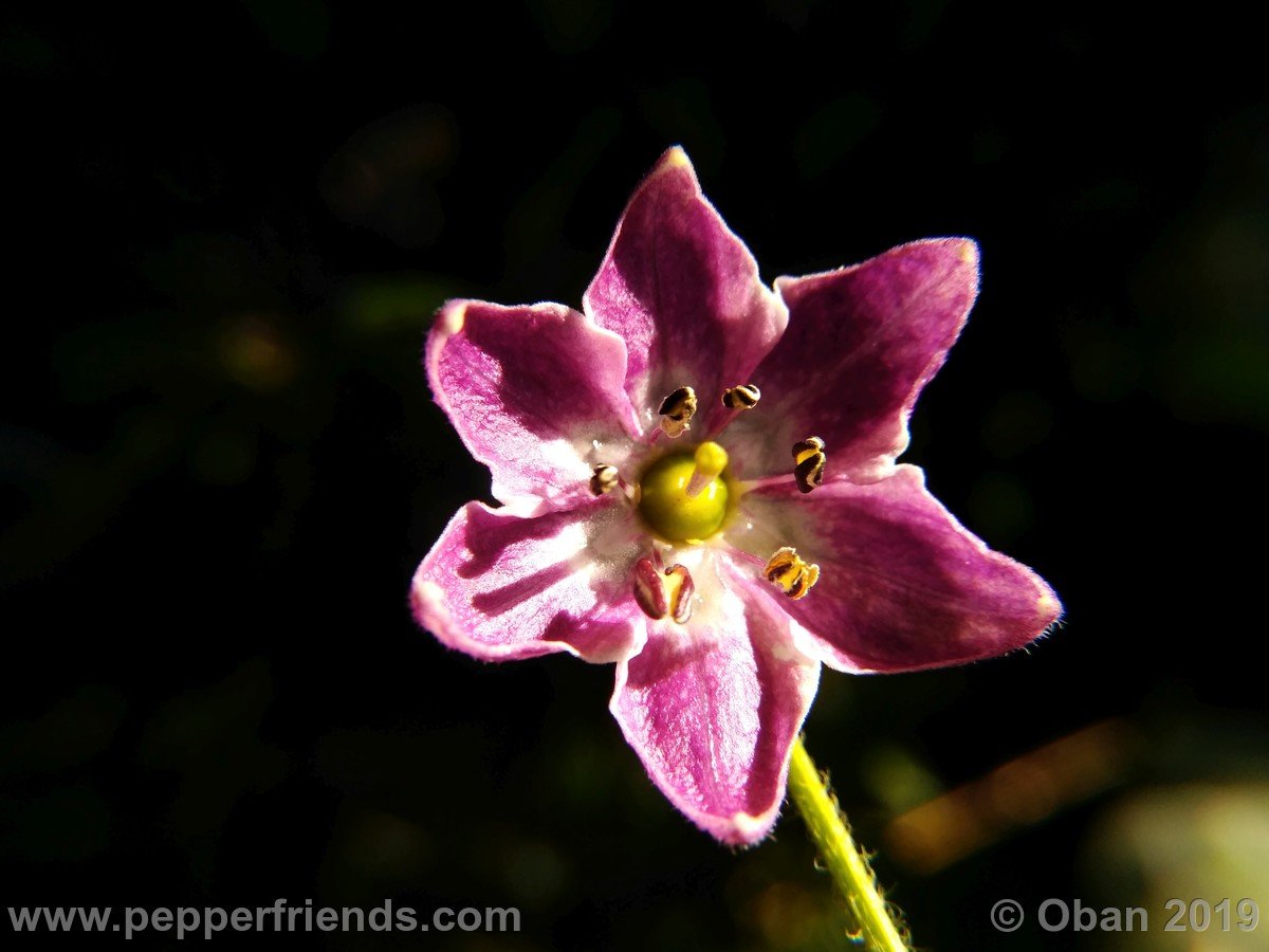 rocoto-riesen-yellow-x-rocoto-big-brown-f1-ob03_001_fiore_12.jpg