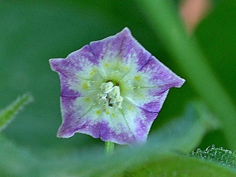 CAP1144 C.Pratermissum Fiore.jpg