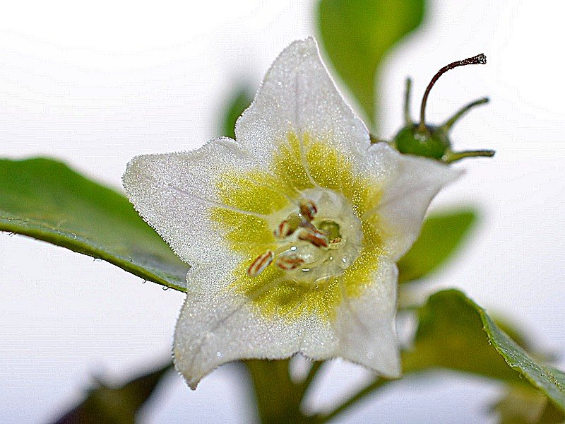 C.eximium fiore chiaro.jpg