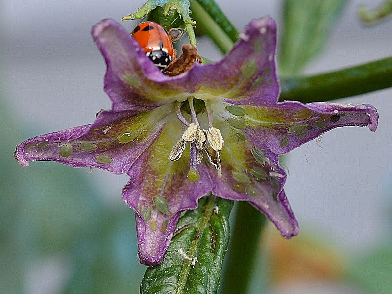 Fiore con Coccinella.jpg